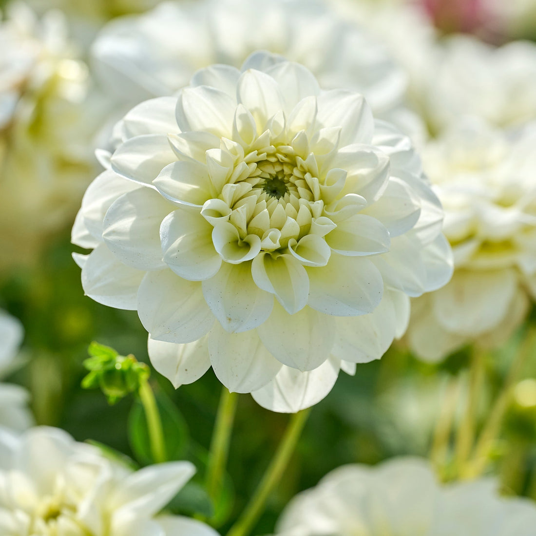 Dahlia mix 'All white mix'