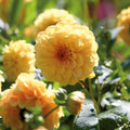 Dahlia mix 'All yellow mix'