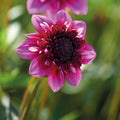 Dahlia mix 'Anemone mix'
