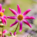 Dahlia mix 'Dahlia Honka mix'