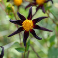 Dahlia mix 'Dahlia Honka mix'