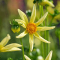 Dahlia mix 'Dahlia Honka mix'