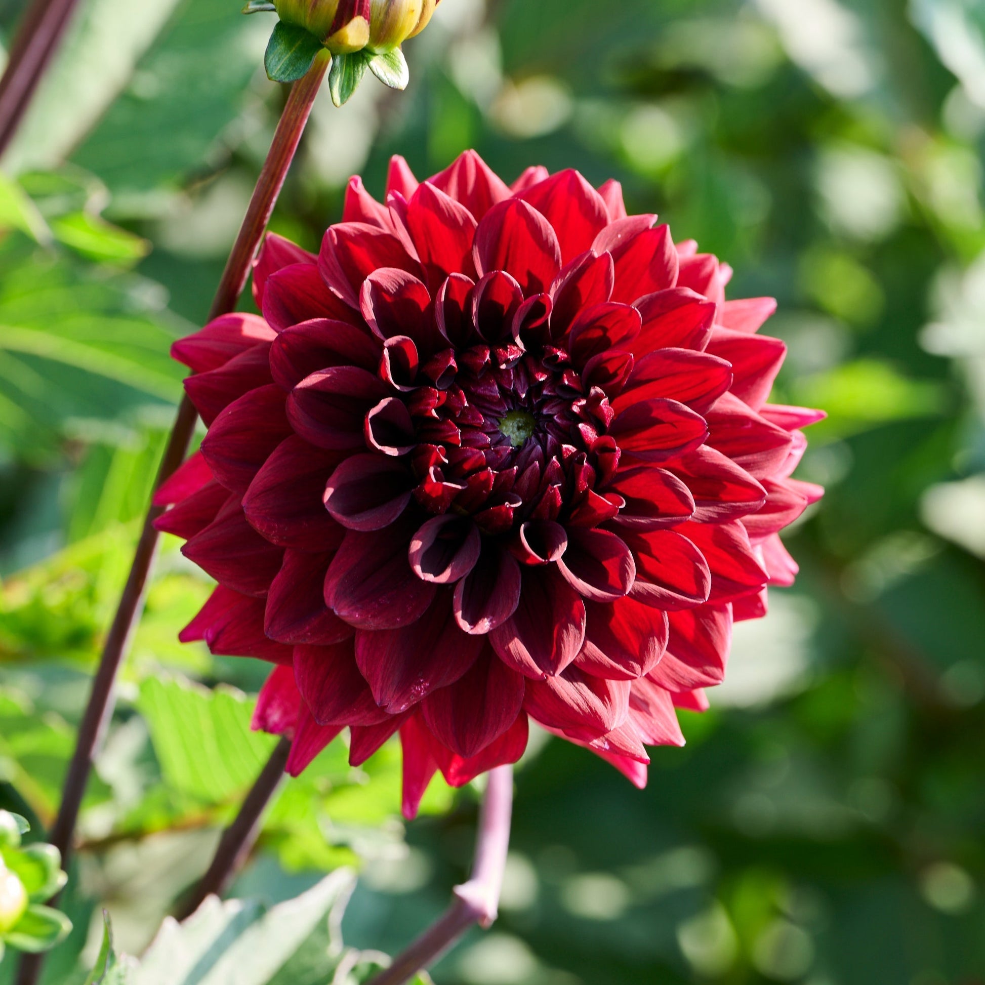 Dahlia mix 'Dark mix'