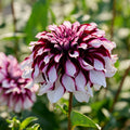 Dahlia mix 'Dark mix'