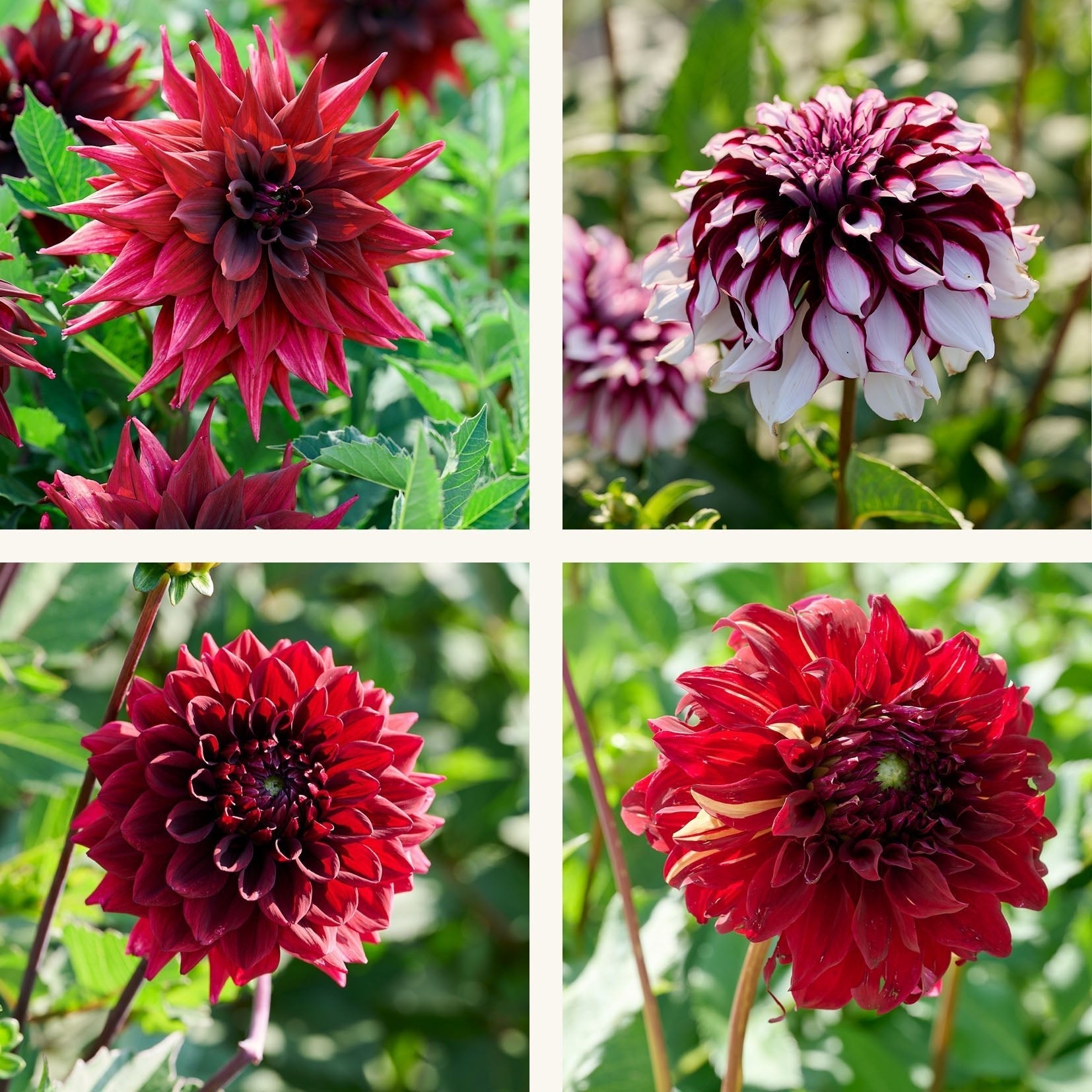 Dahlia mix 'Dark mix'