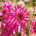 Dahlia mix 'Light purple mix'