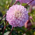 Dahlia mix 'Pastel deco Mix'