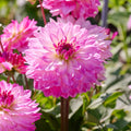 Dahlia mix 'Pink mix'