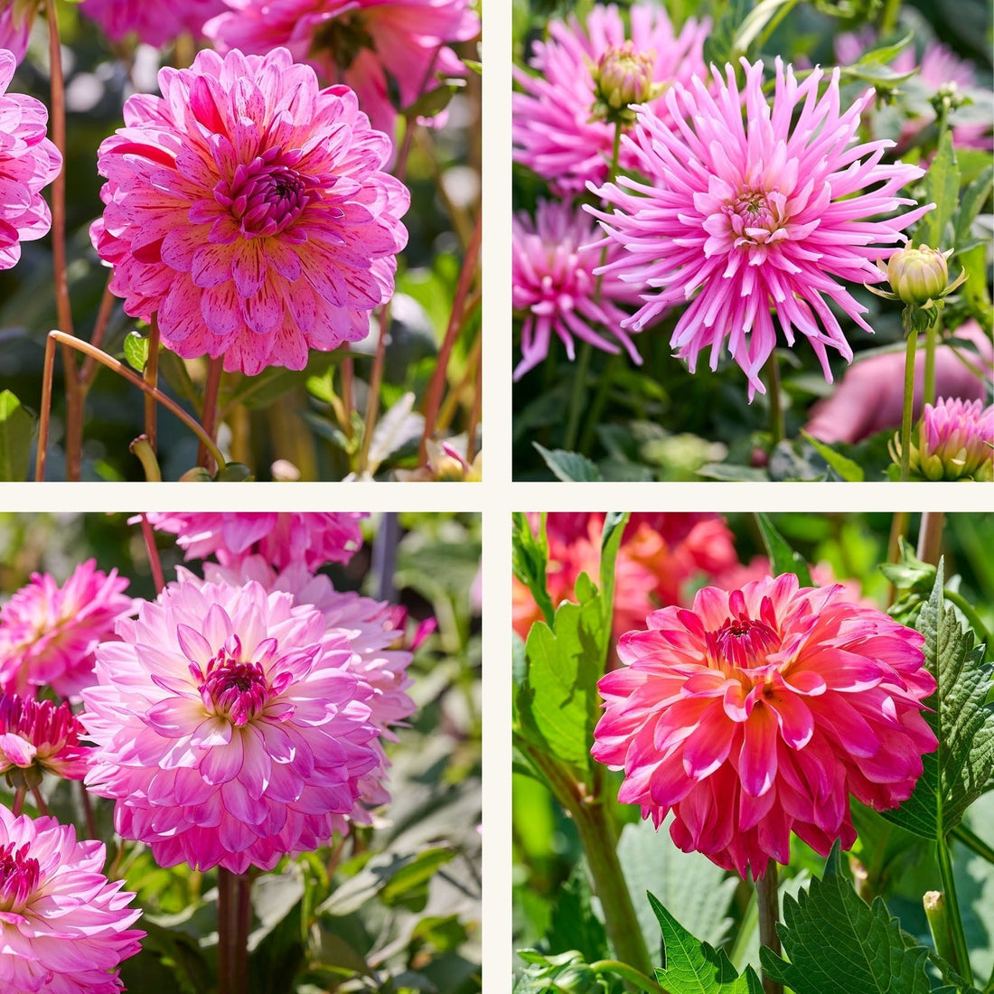 Dahlia mix 'Pink mix'