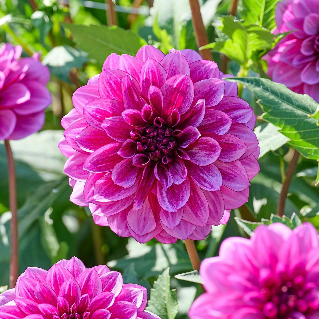 Dahlia mix 'Pink/Purple mix'