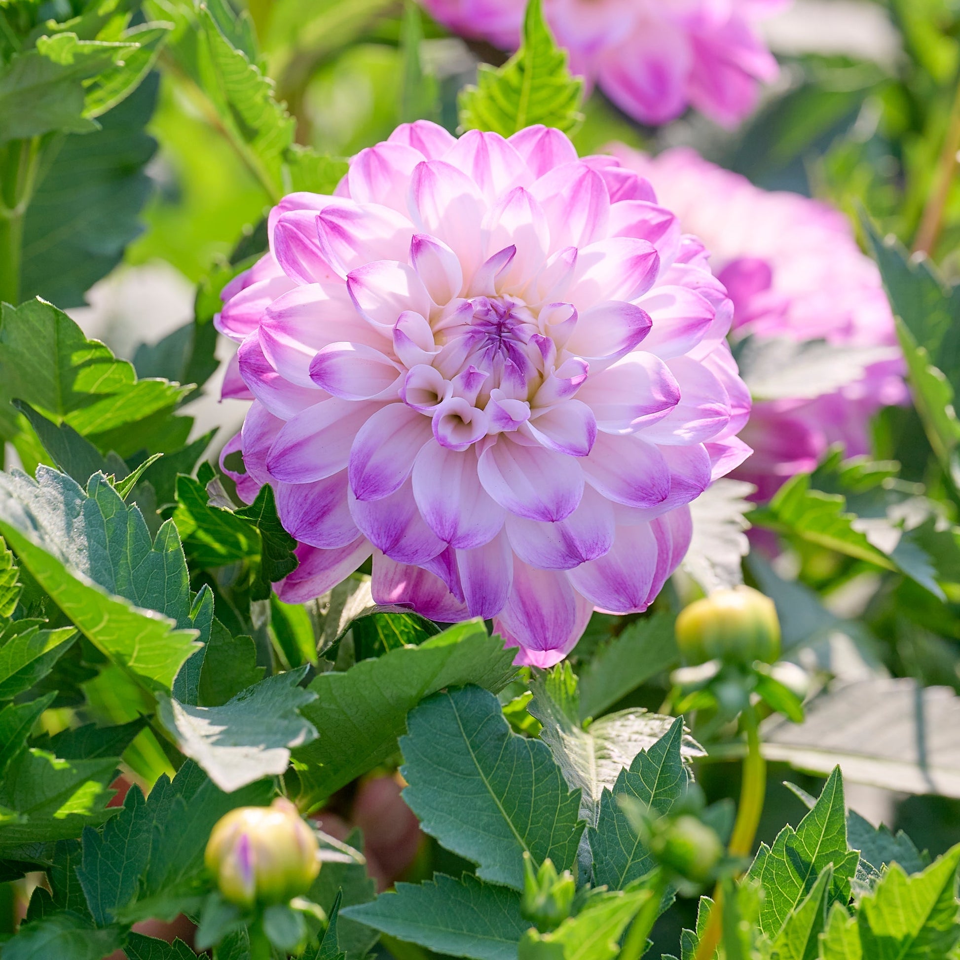 Dahlia mix 'Pink/White mix'
