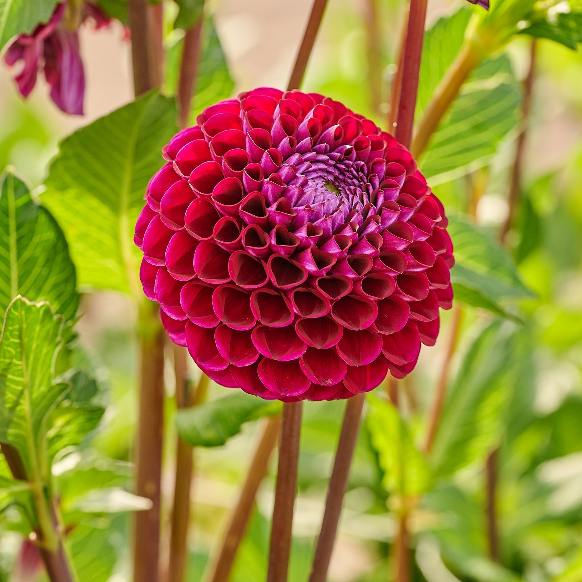 Dahlia mix 'Purple mix'