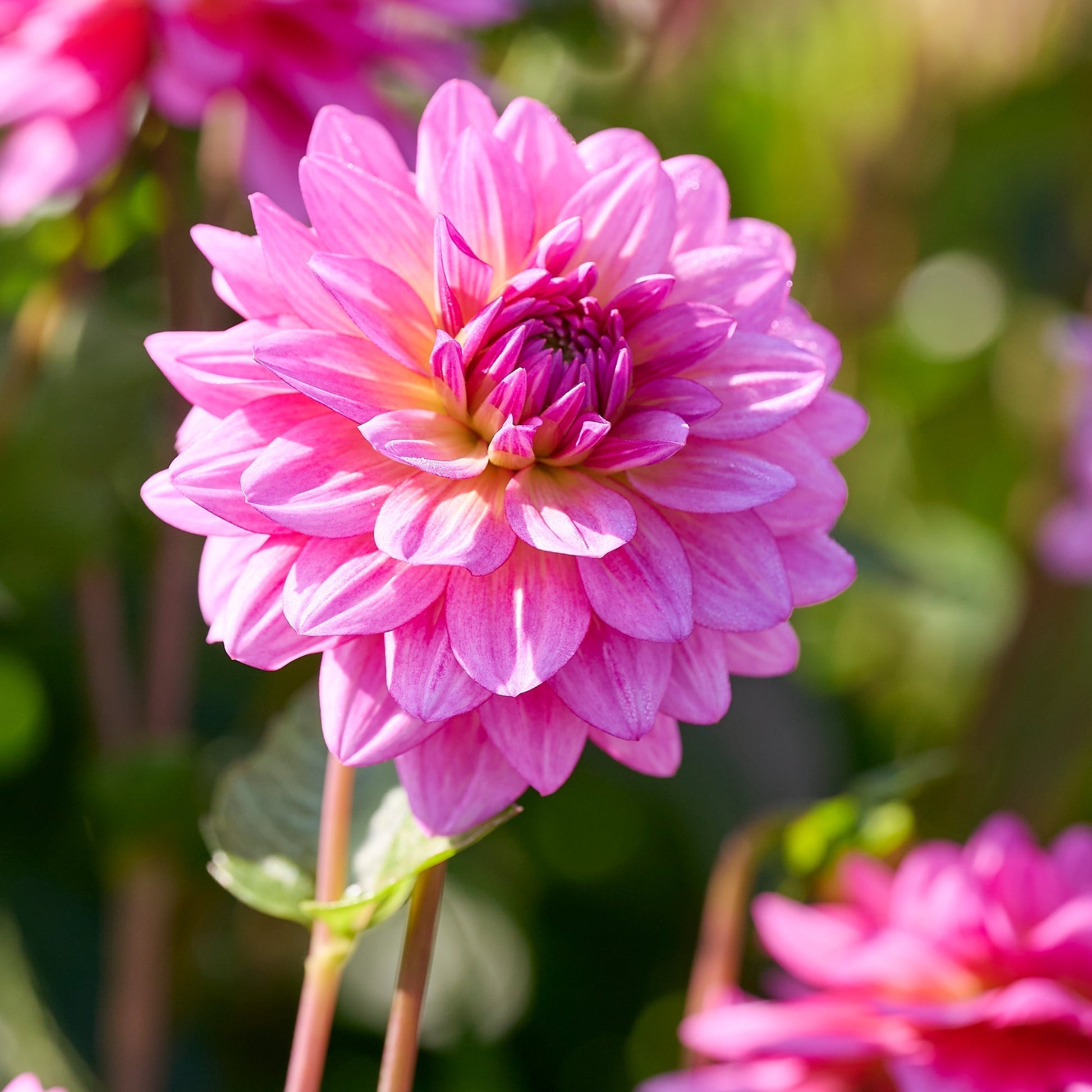 Dahlia mix 'Purple mix'