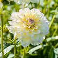 Dahlia mix 'Soft pastel Mix'
