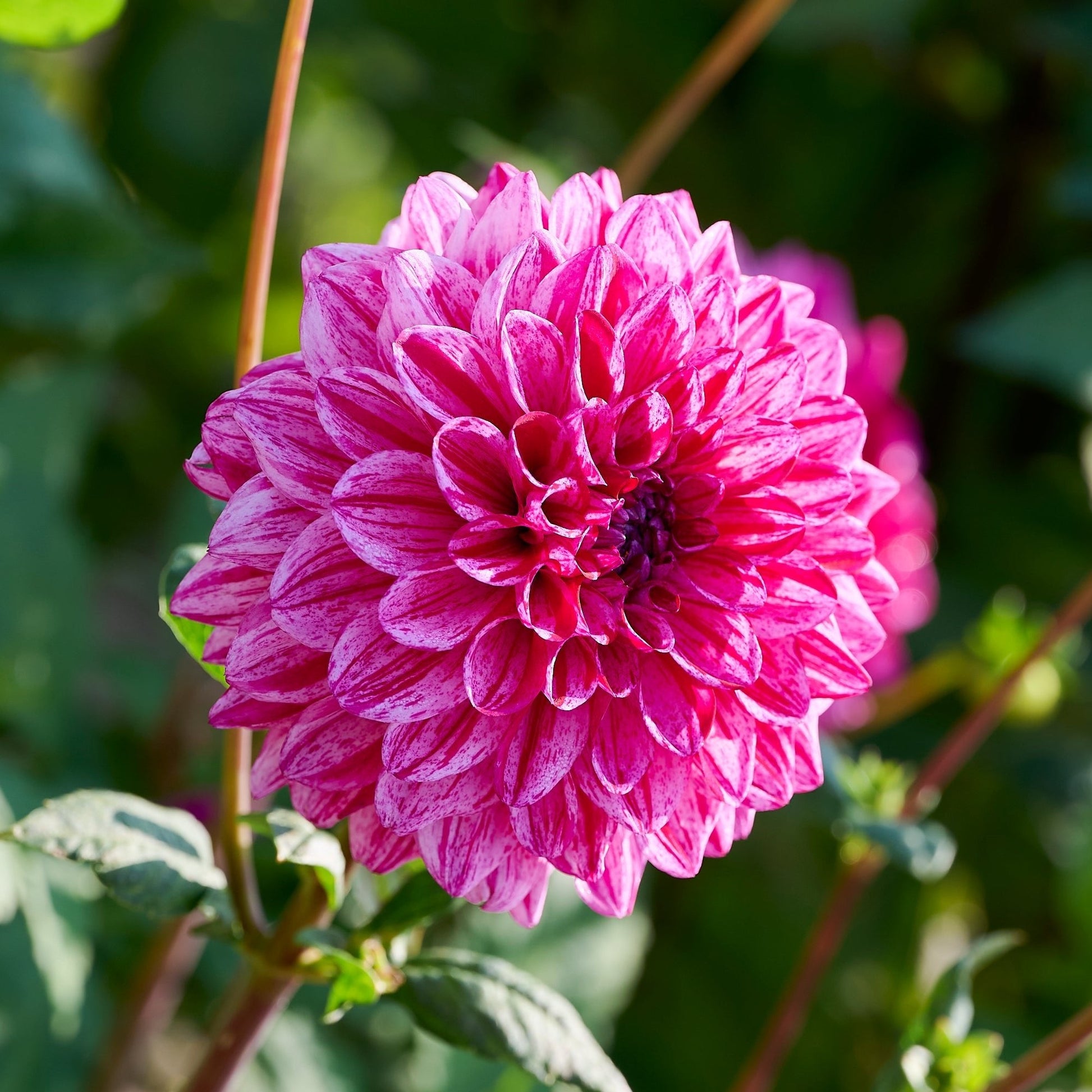 Dahlia mix 'Striped mix'