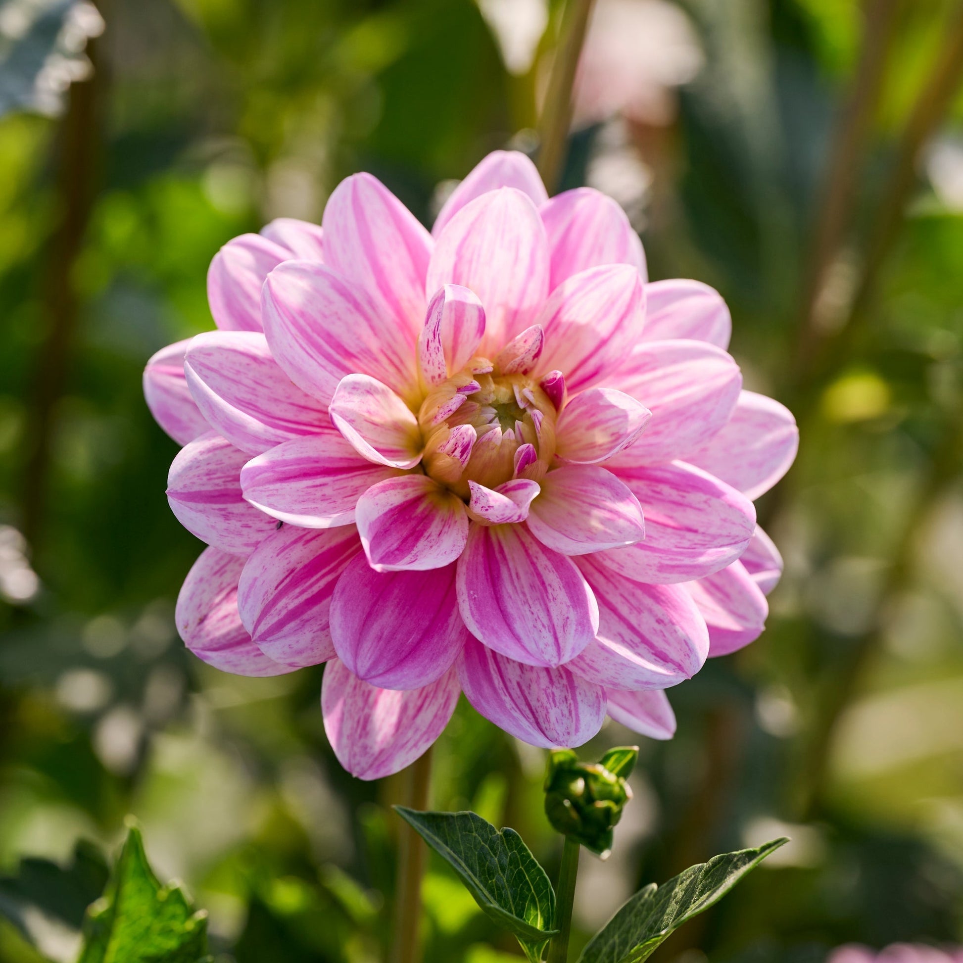 Dahlia mix 'Striped mix'