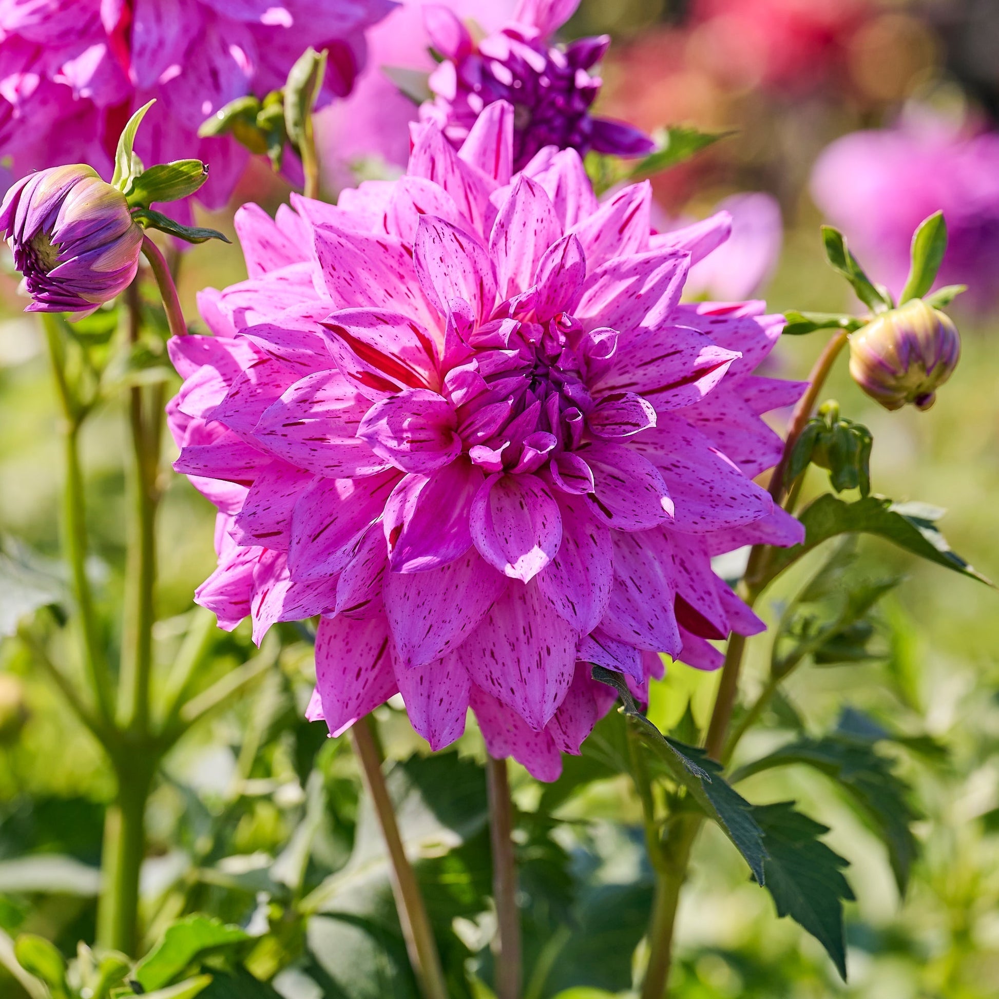 Dahlia mix 'Striped mix'