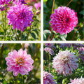 Dahlia mix 'Striped mix'