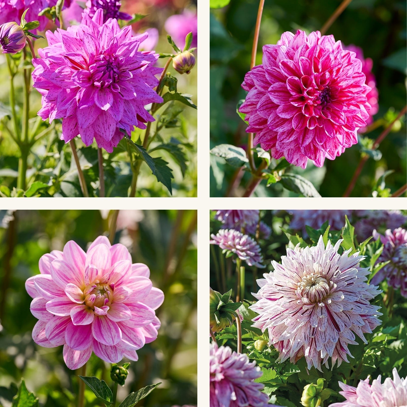 Dahlia mix 'Striped mix'