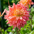 Dahlia mix 'Summer mix'
