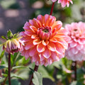 Dahlia mix 'Sunny mix'