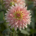 Dahlia mix 'Sunny mix'