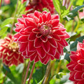 Dahlia mix 'Sunny mix'