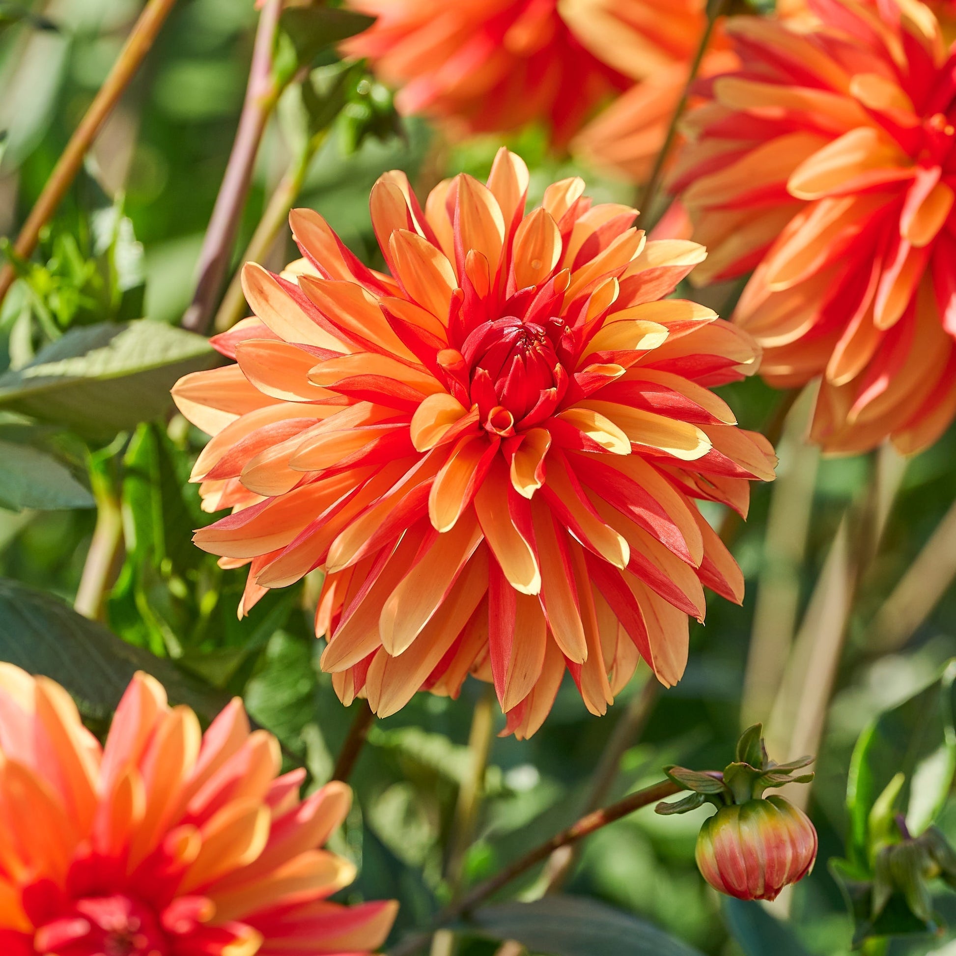 Dahlia mix 'Sunny mix'