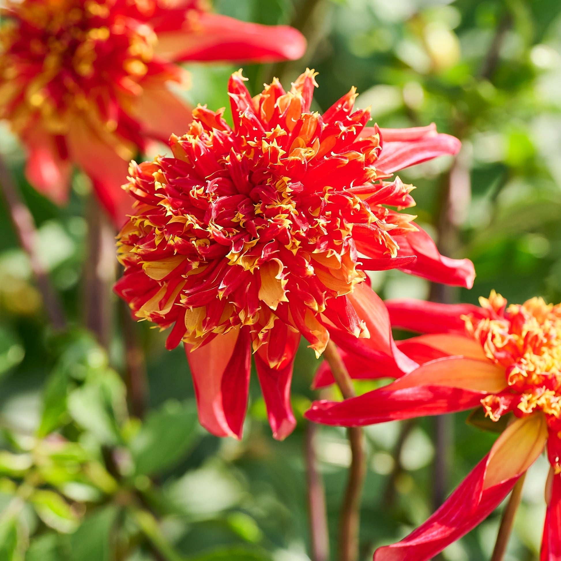 Dahlia mix 'Sunrise mix'