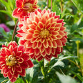 Dahlia mix 'Sunrise mix'