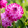 Dahlia mix 'Touch of white'