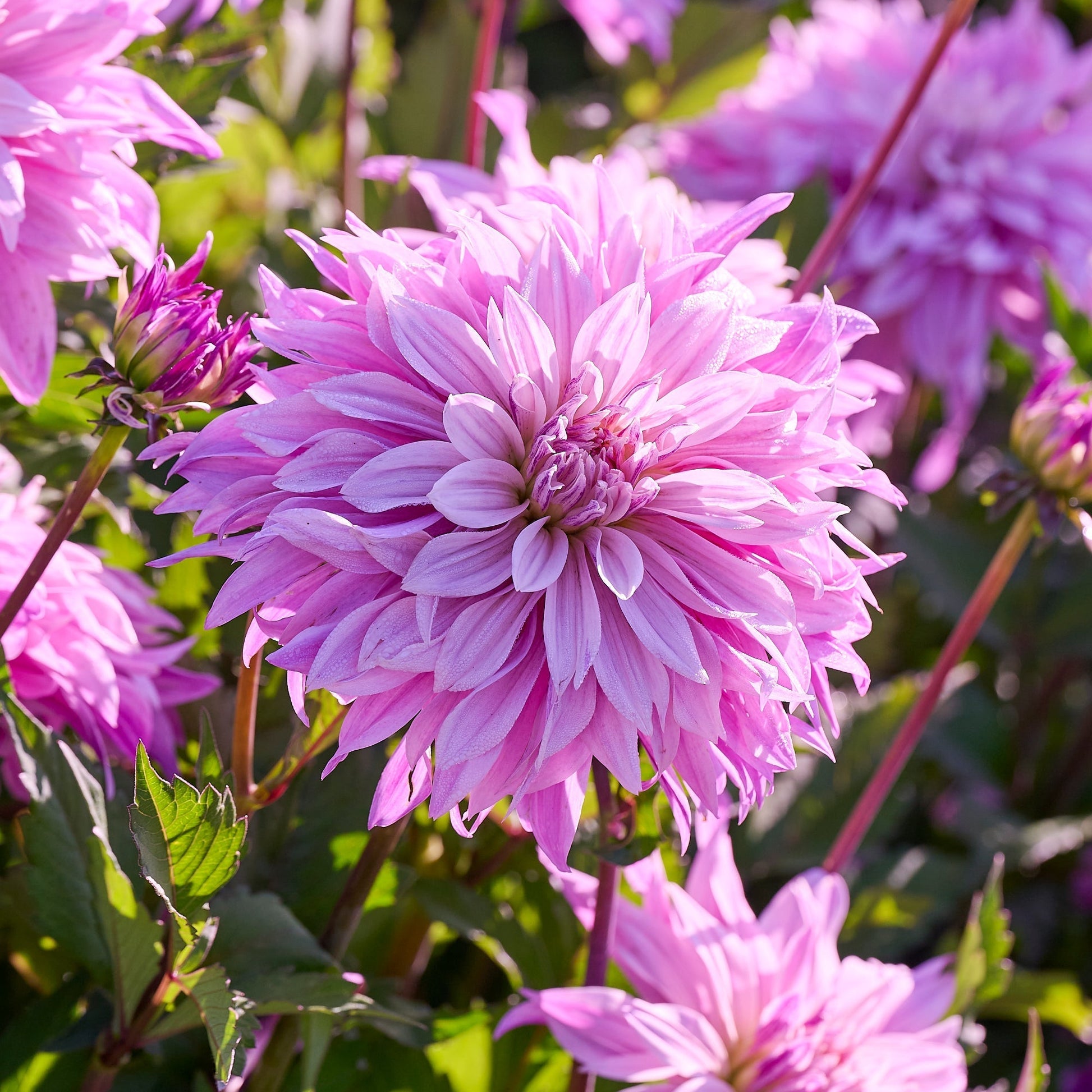 Dahlia mix 'Touch of white'