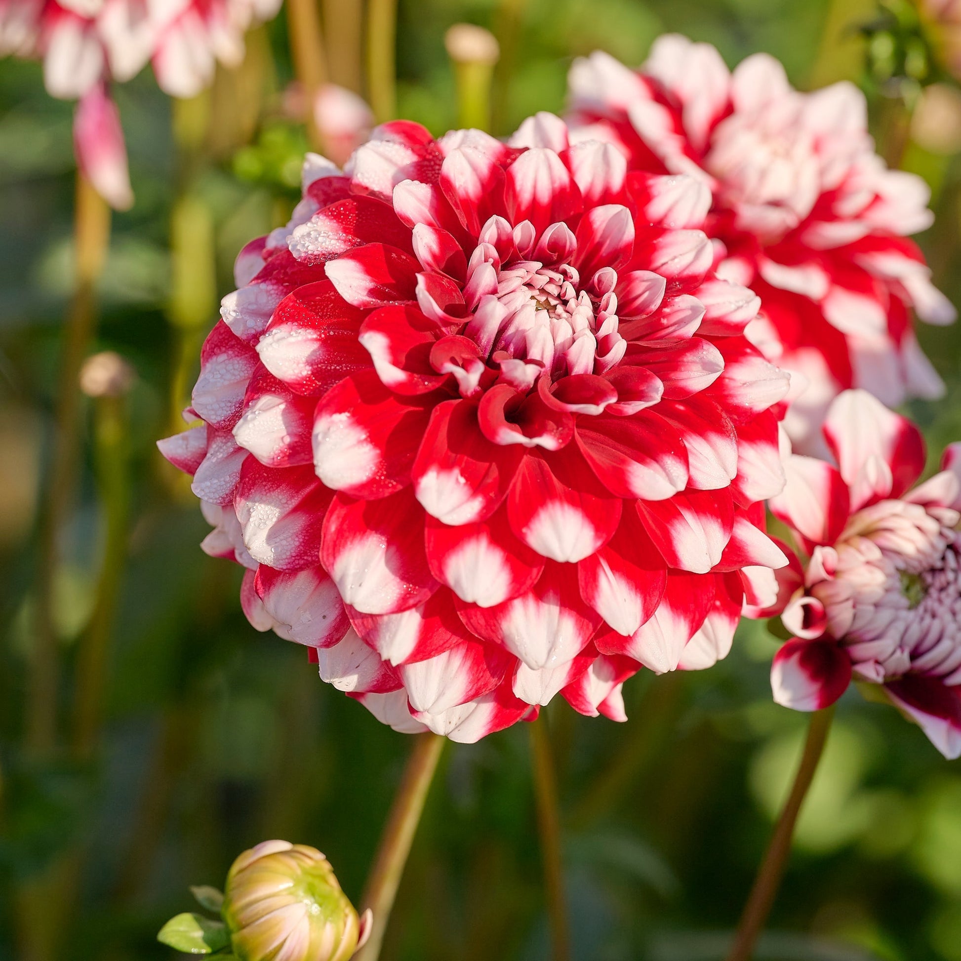 Dahlia mix 'Touch of white'