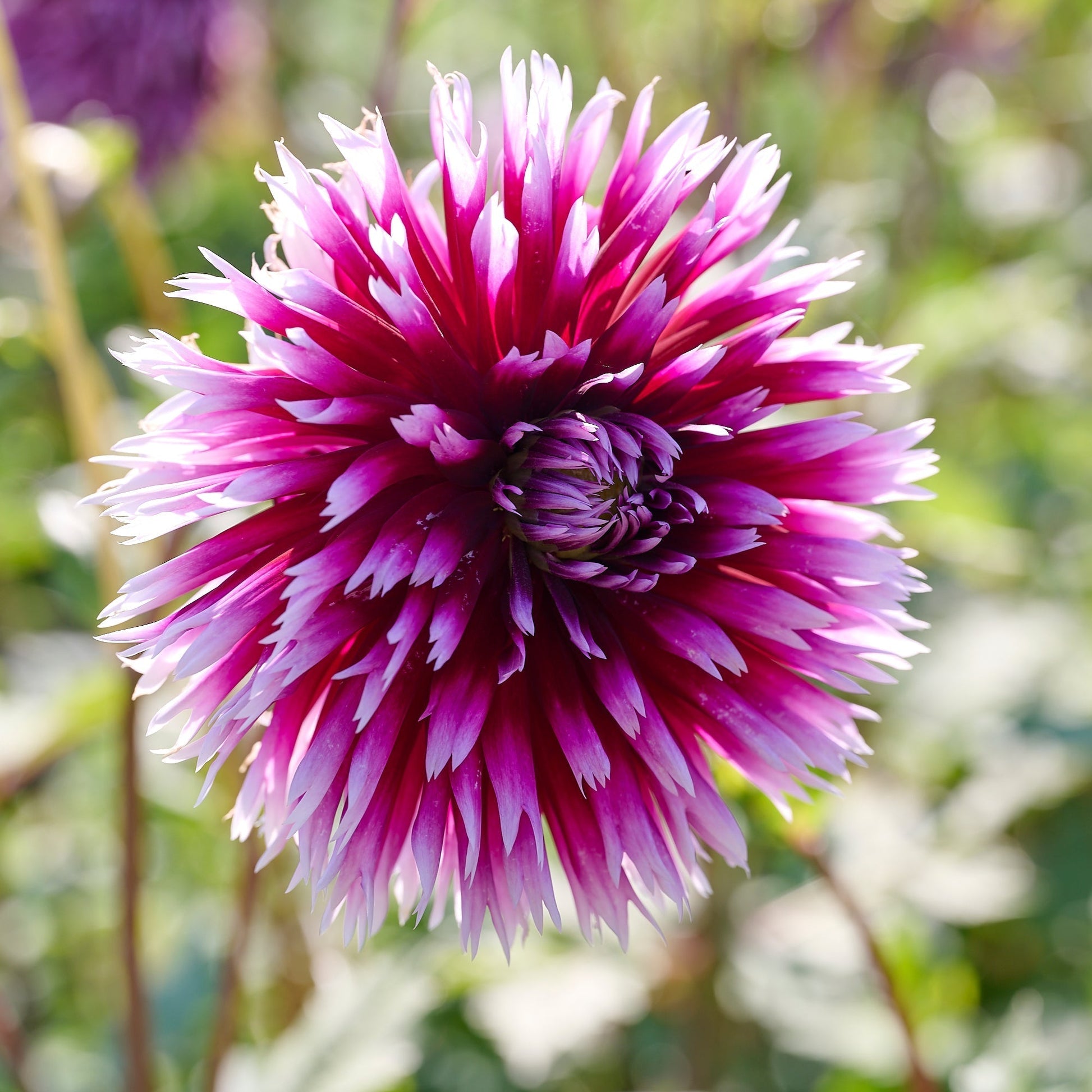 Dahlia mix 'Touch of white'