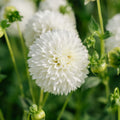 Dahlia 'Myama Fubuki'