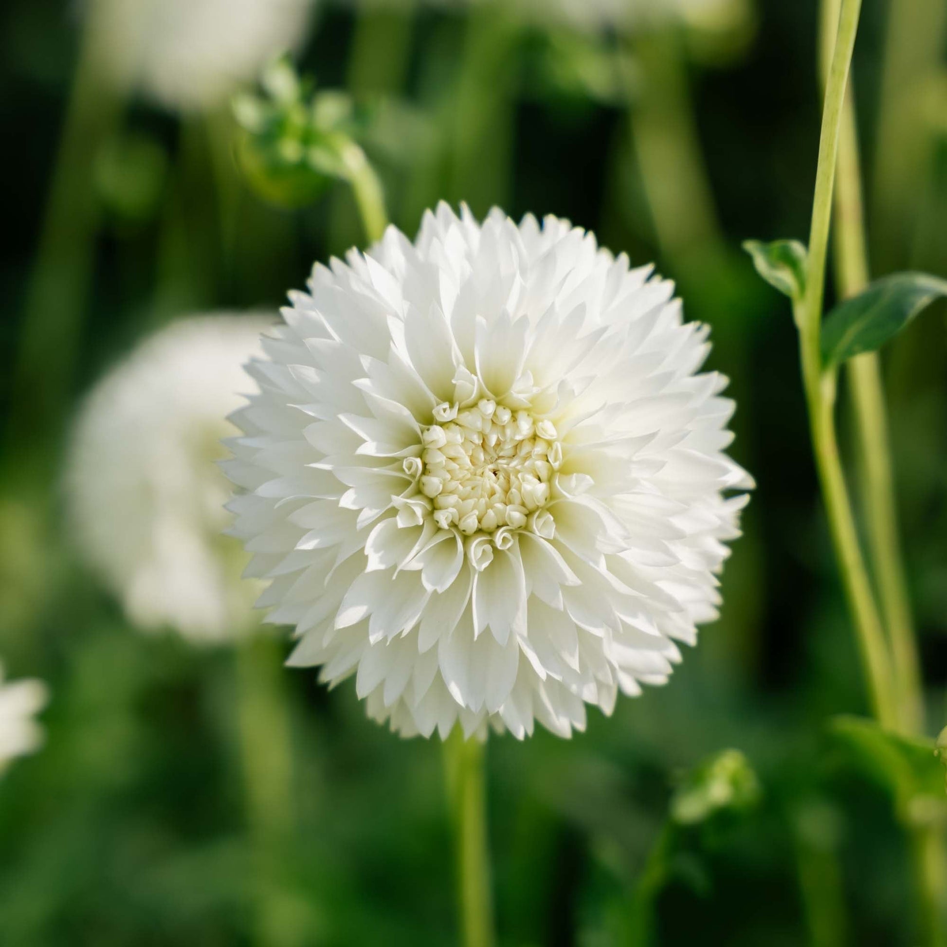 Dahlia 'Myama Fubuki'