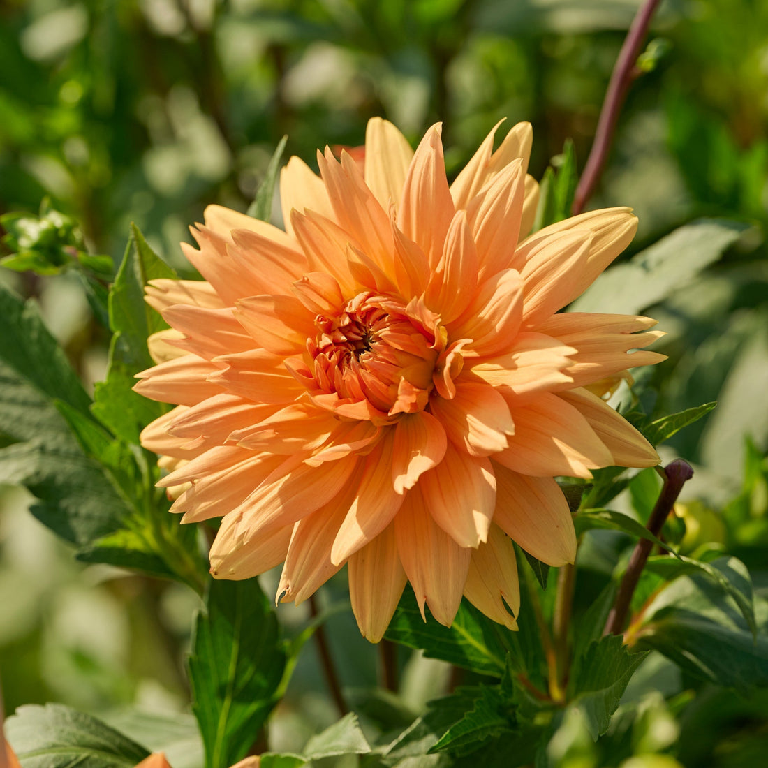 Dahlia 'Noordwijks Glorie'