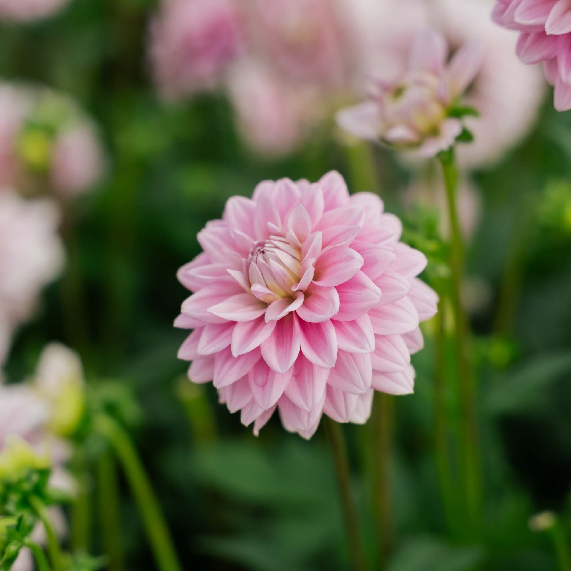 Dahlia 'Offshore Dream'