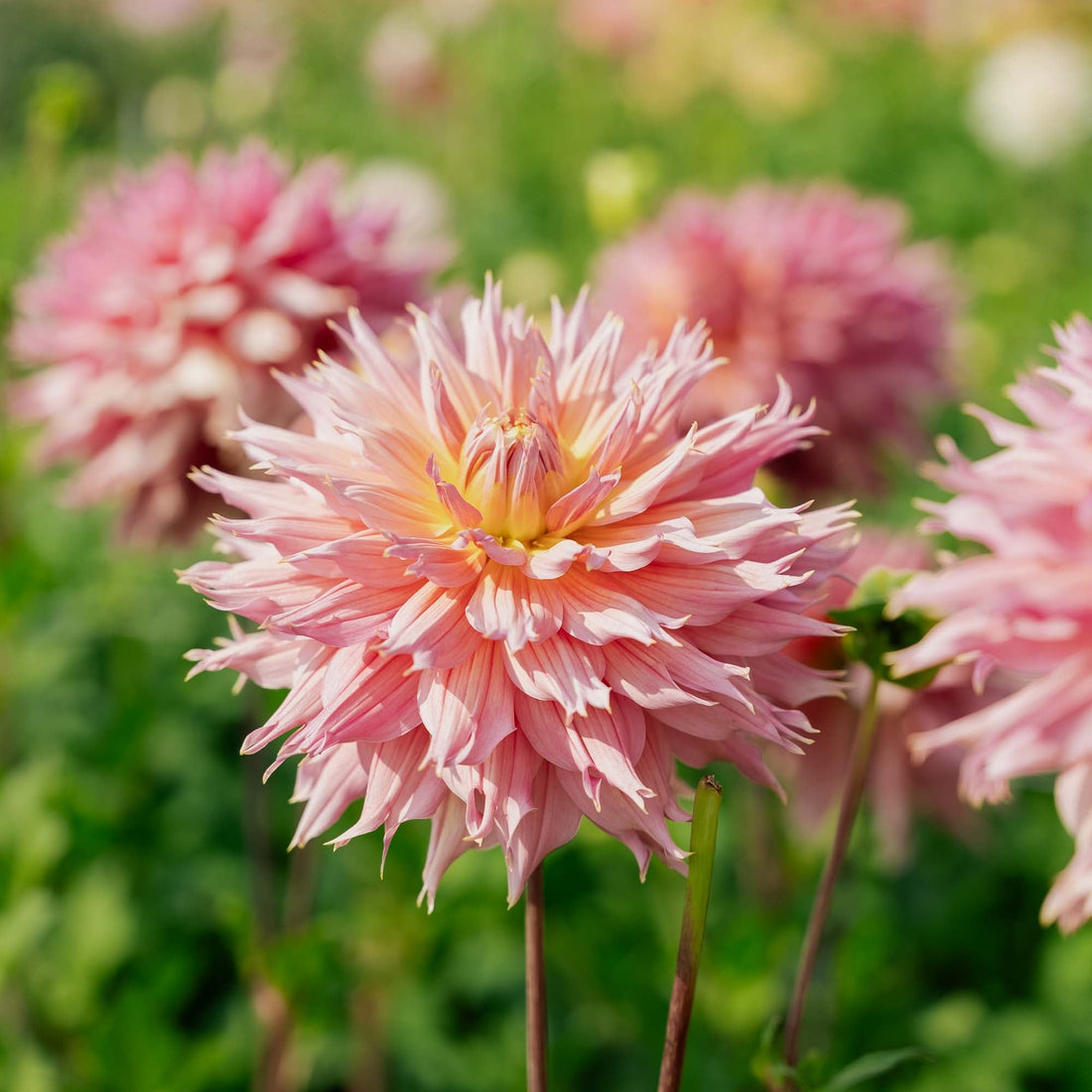 Dahlia 'Omega'