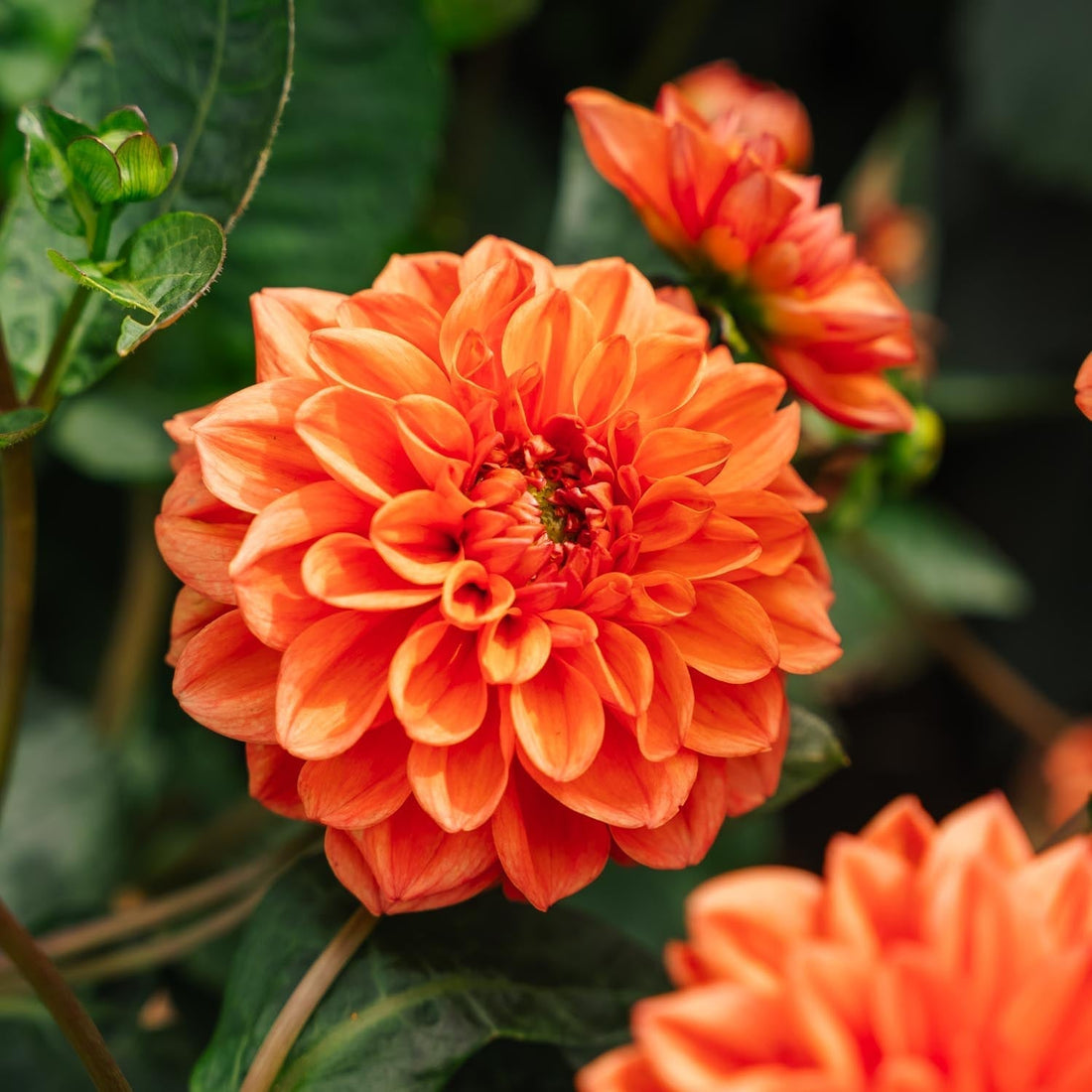 Dahlia 'Orange Nugget'