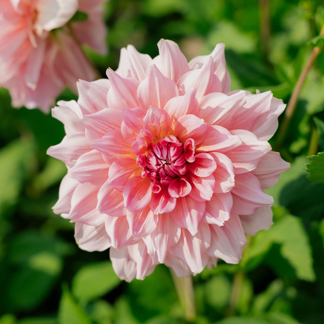 Dahlia 'Otto's Thrill'