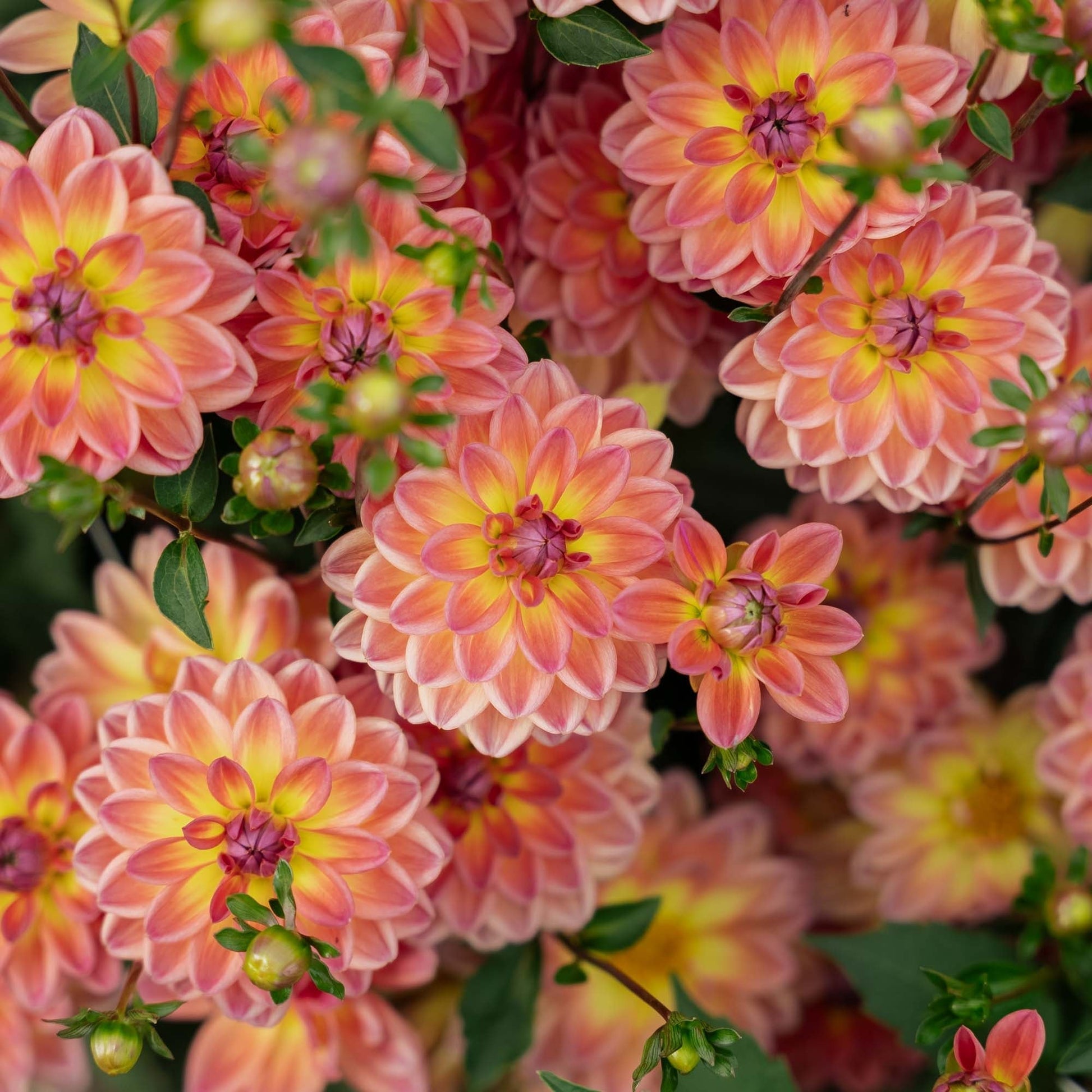 Dahlia 'Pacific View'