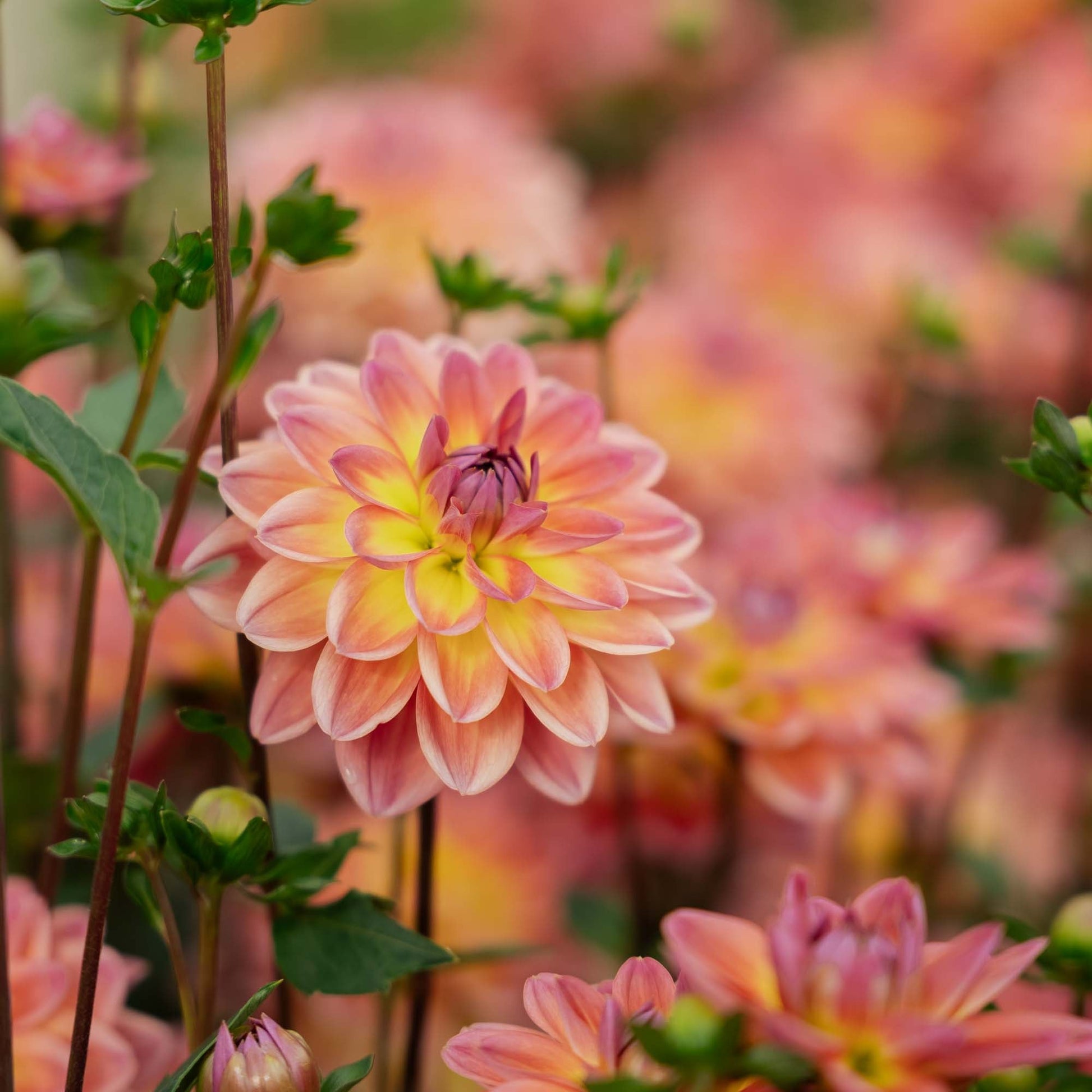 Dahlia 'Pacific View'