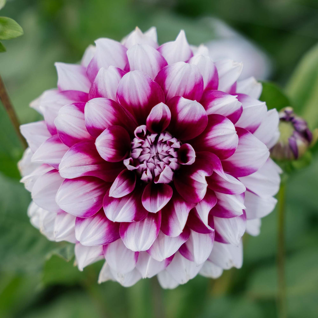 Dahlia 'Patches'