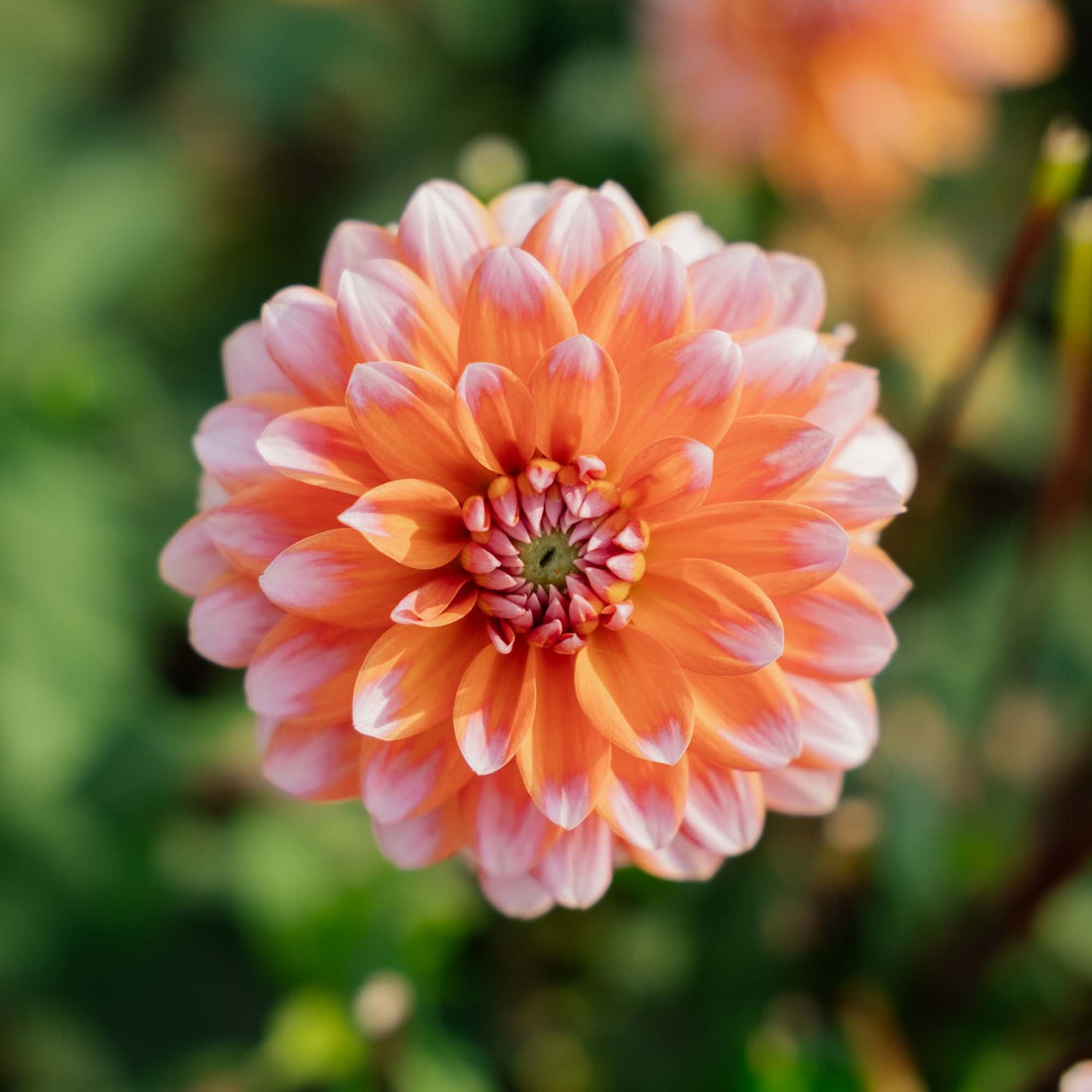 Dahlia 'Peaches and Vanilla'