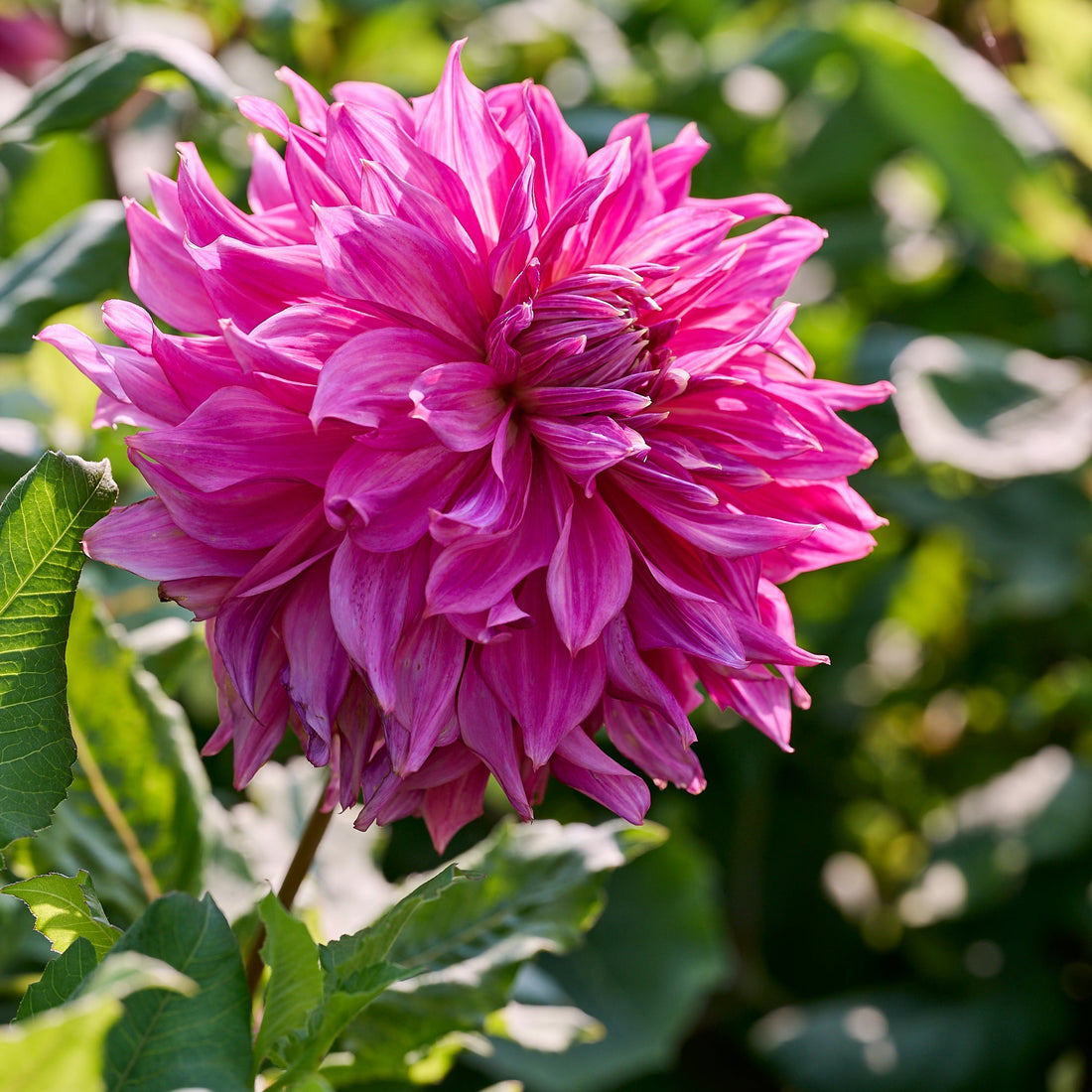 Dahlia 'Penhill Dark Monarch'