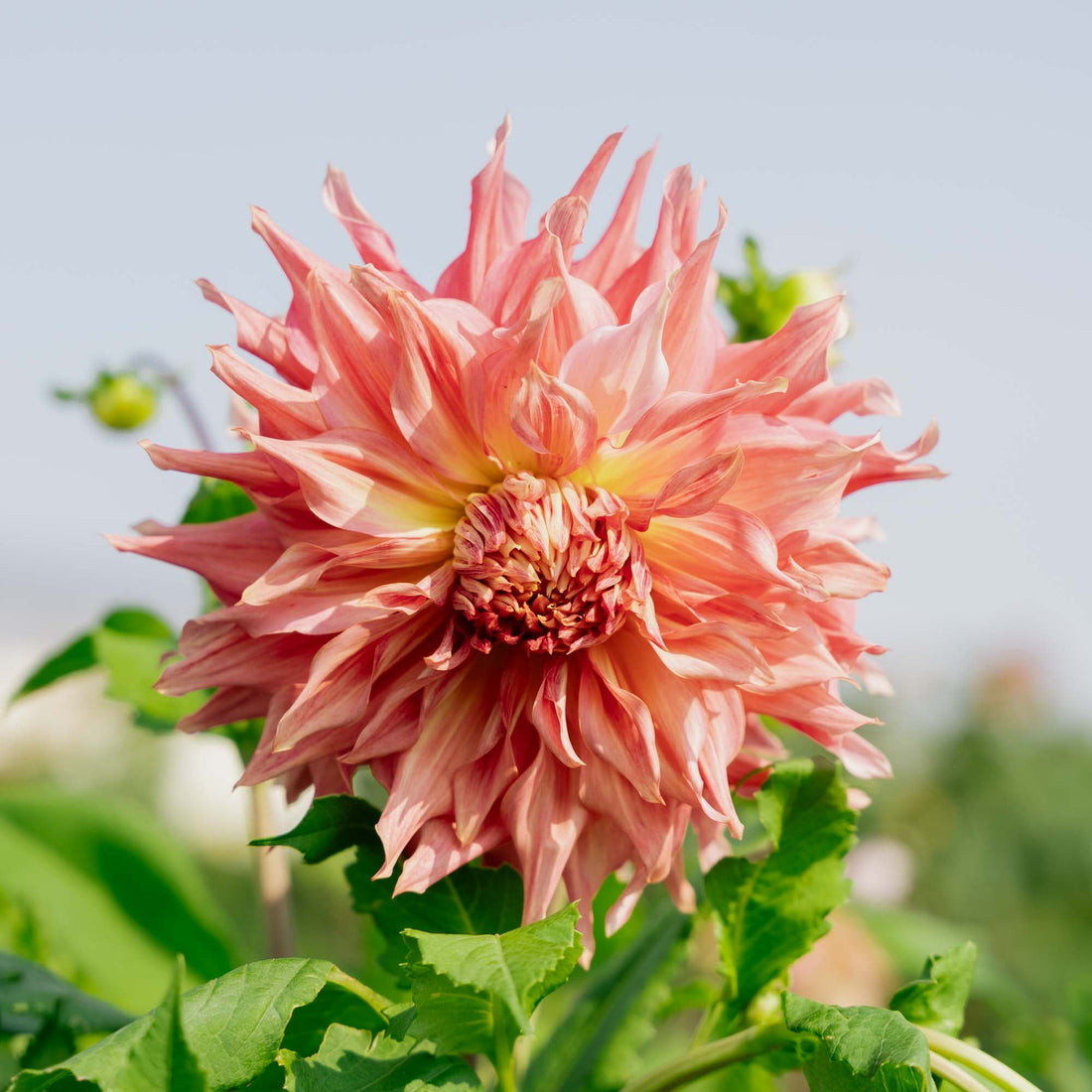 Dahlia 'Penhill Watermelon'