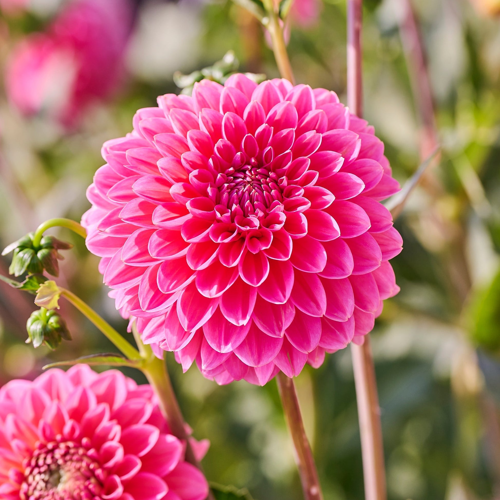 Dahlia 'Pink Runner'