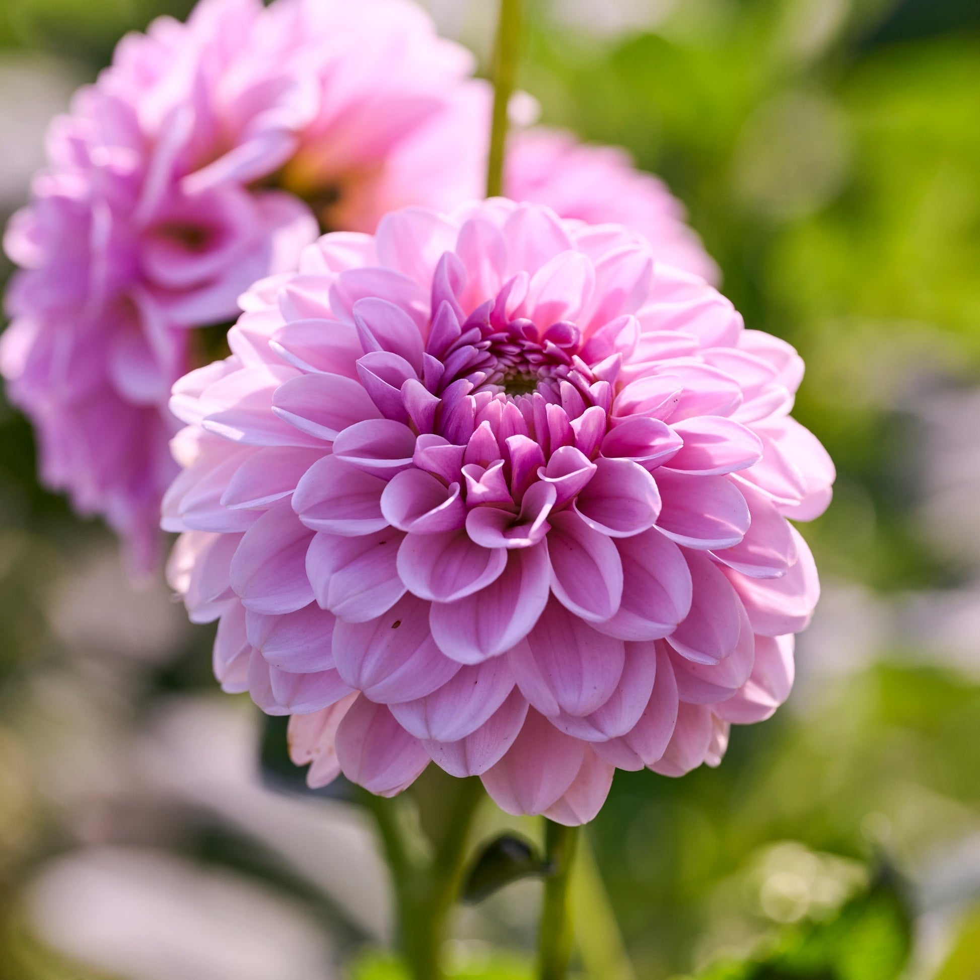 Dahlia 'Pink Silk'