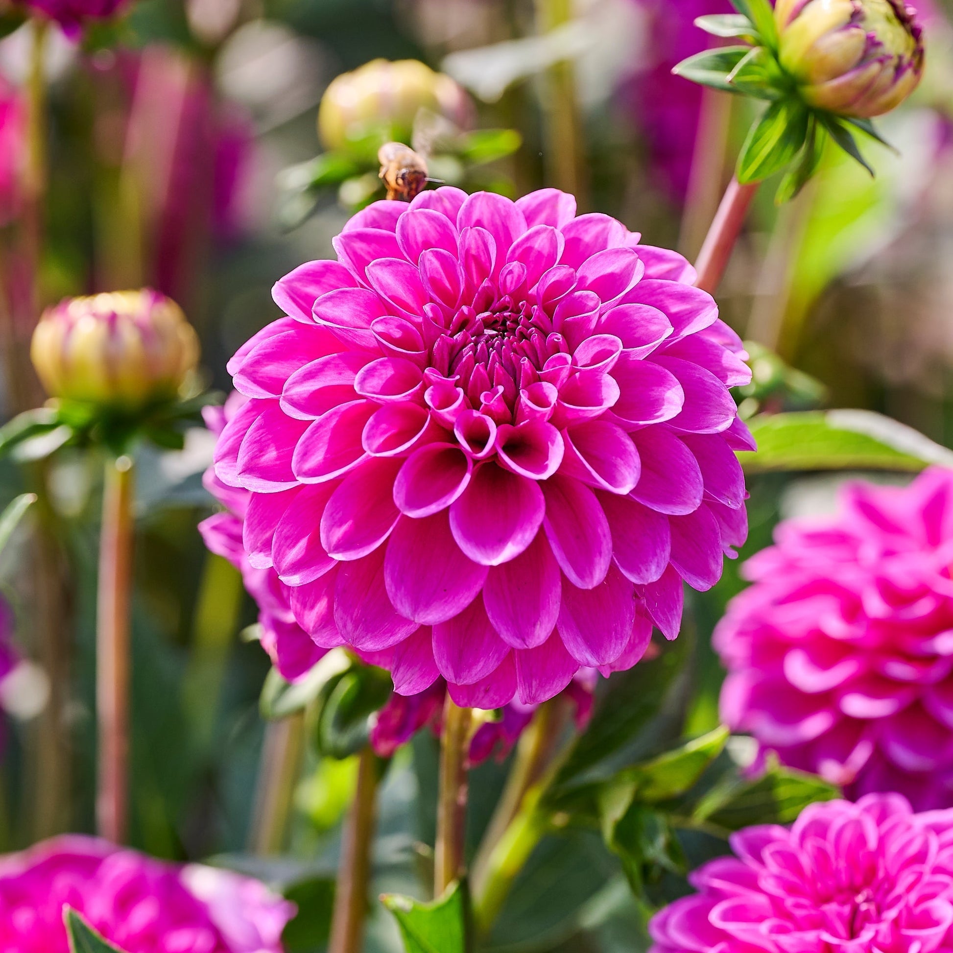 Dahlia 'Purple fox'